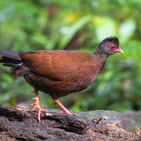 Red Spurfowl